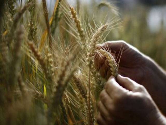 24 million tons wheat production expected
