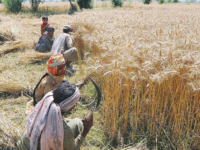 Wheat harvesting starts in lower Sindh