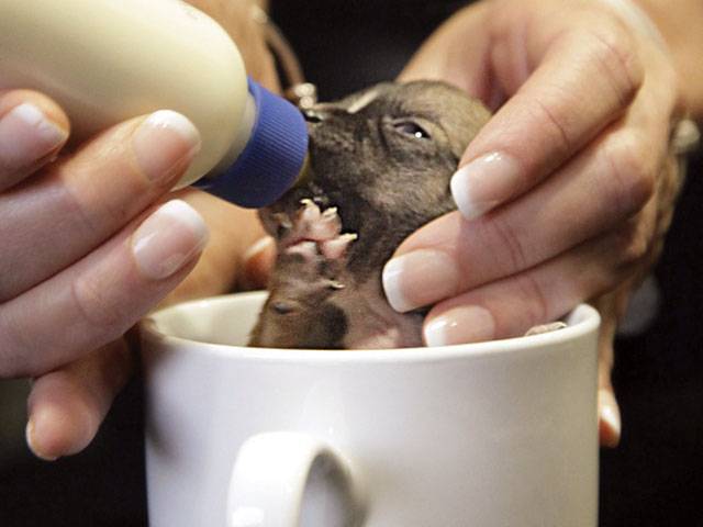 World’s ‘tiniest’ dog in a coffee mug 