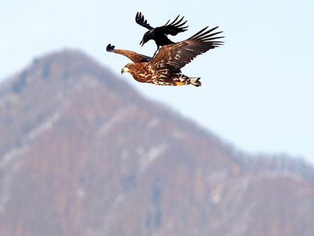 Crow hitches ride on eagle 