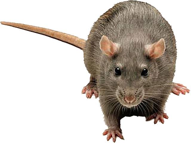 Rats deprive man of Rs40,000