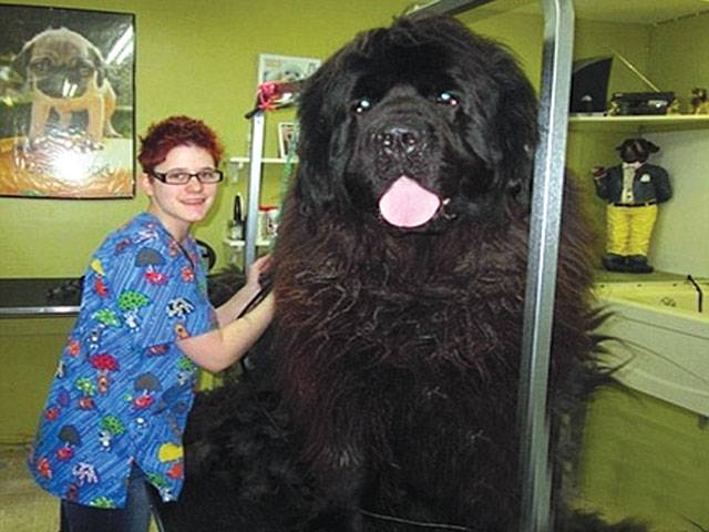 Giant dogs that tower over their owners