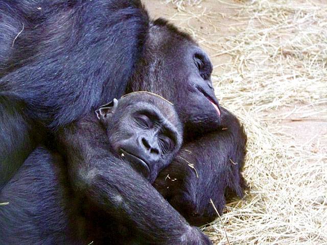 Columbus Zoo surrogacy gorilla dies