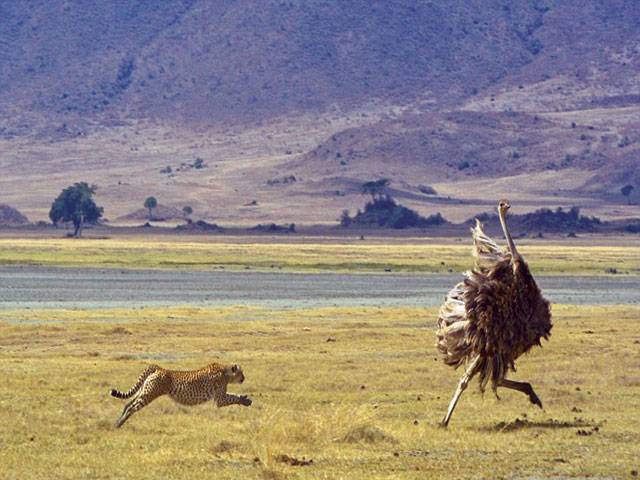 Fastest creature on Earth captured chasing ostrich