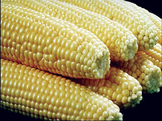 Genetically modified crops imperative to boost agri productivity