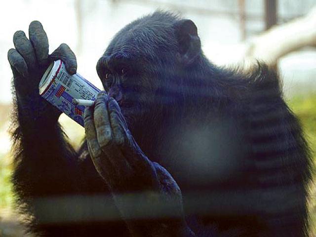 Chainsmoker chimp-can-zee