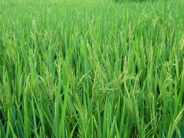 Zinc deficiency major cause of low paddy yield: Experts