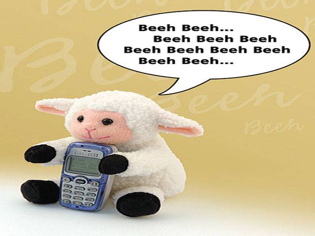 S African farmer equips sheep with cell phones