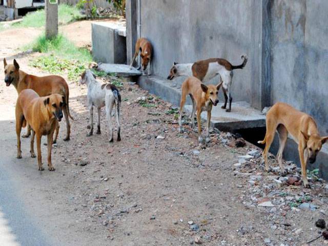 Op against stray dogs demanded