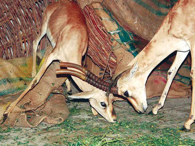 Wildlife Department foils bid to smuggle four deer abroad