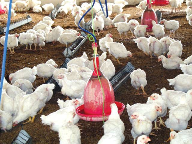 Poultry products may cost more as feed rates going up