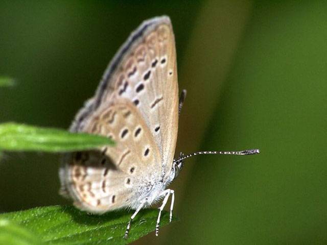 Fukushima butterflies ‘abnormal’