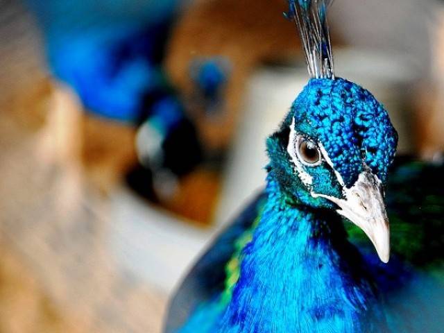 Qaim stresses all-out efforts to protect peacocks