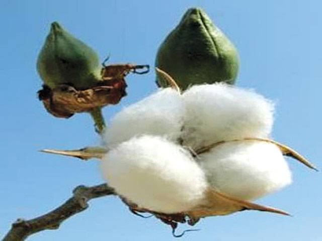 Cotton price stable on short supply