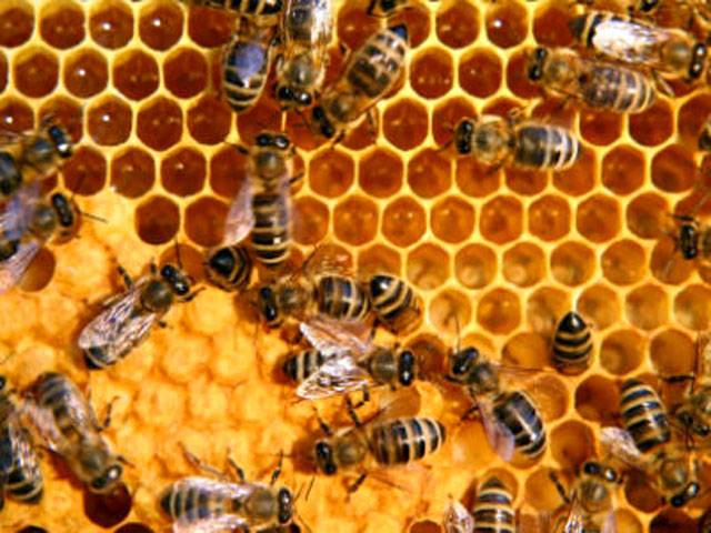  Honey helps heal diabetic foot wounds: study 