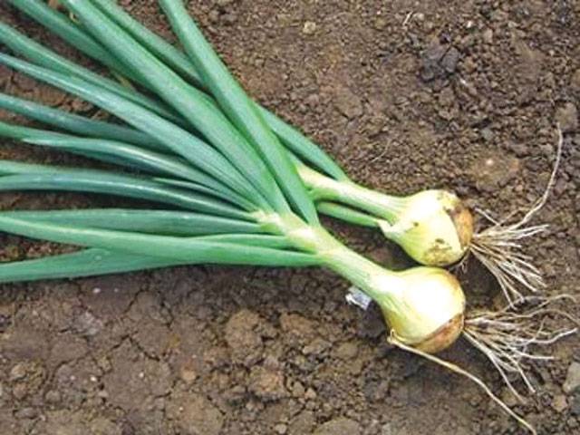 Farmers advised to cultivate onion