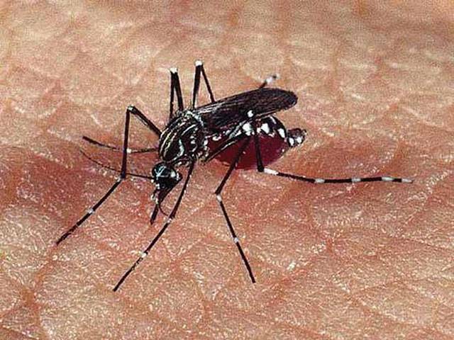 16 new dengue cases reported in City