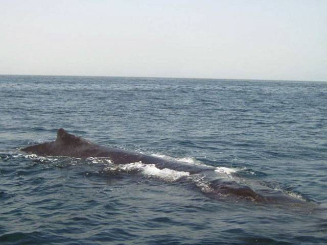 Endangered Arabian Sea humpback whale spotted along Pakistan coast