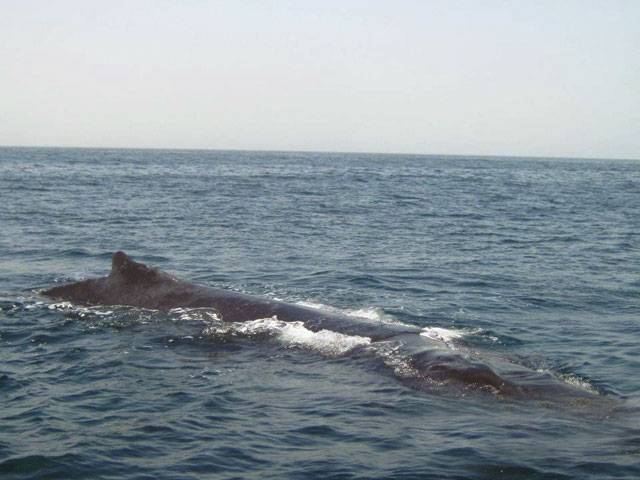 Endangered Arabian Sea humpback whale spotted along Pakistan coast