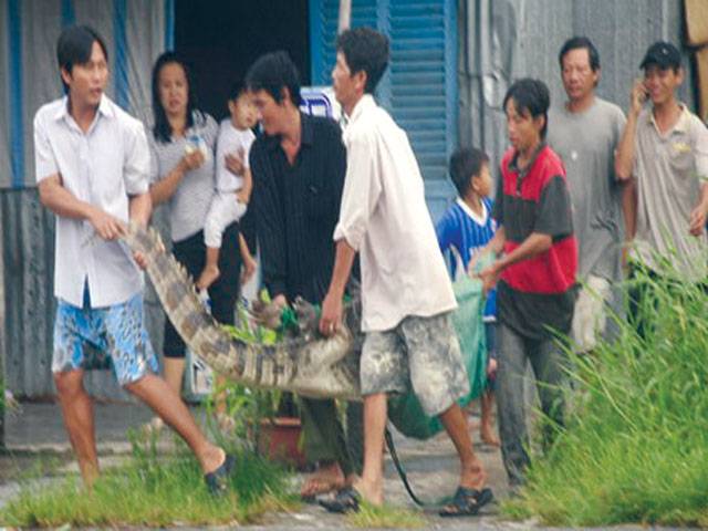 Crocodile escape gives Vietnam schoolkids day off