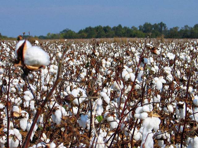 Growers urged to pick clean cotton