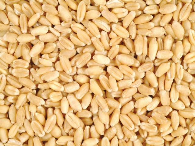 Passco for ending middle man role in wheat sale operation