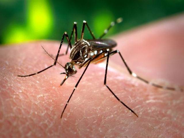 Dengue controllable only through prevention