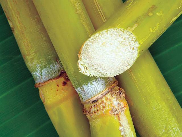 Punjab fixes sugarcane purchase price at Rs 425/ 100kg