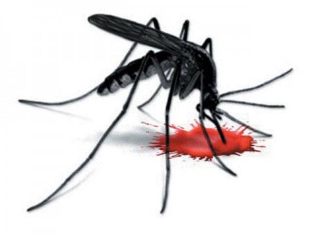 Seven new dengue cases reported in City