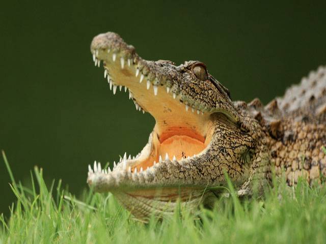 Crocodile ‘kills Australian girl’