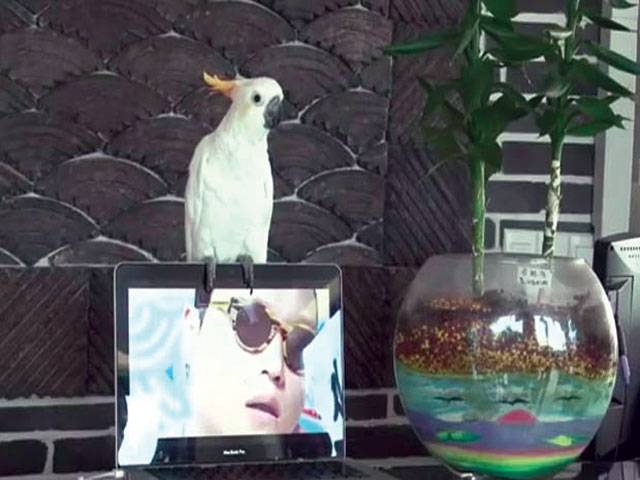 Parrot’s Gangnam style