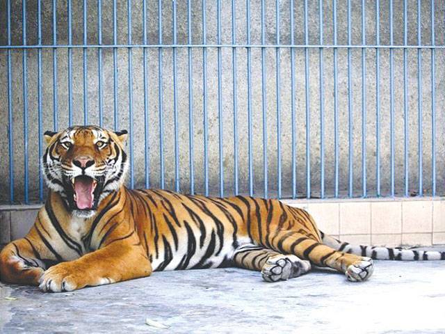 Bengal tiger dies in City zoo