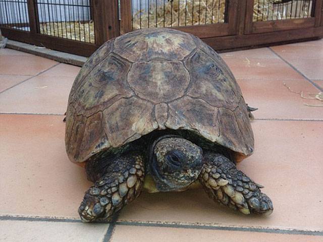 Tortoise celebrates 130th birthday 
