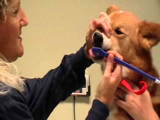 Dogs seek tooth-brushing world record