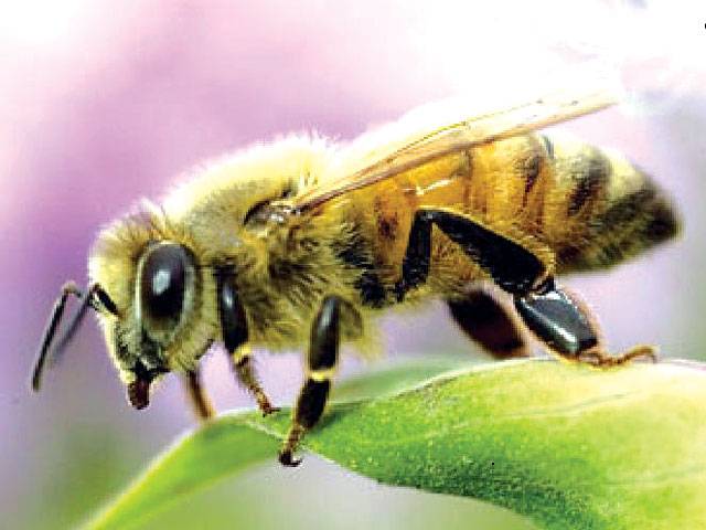 Honey bees’ genetic code unlocked