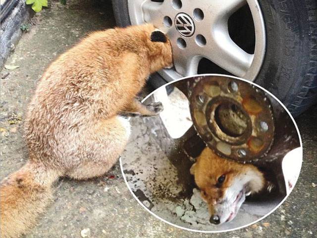 Fox gets head stuck in car wheel