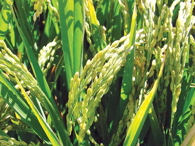 Rice research institutes fail to deliver