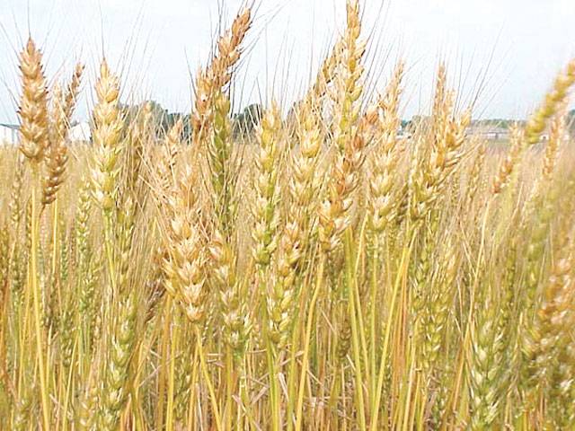 Wheat crop cultivated on 8 million hectares