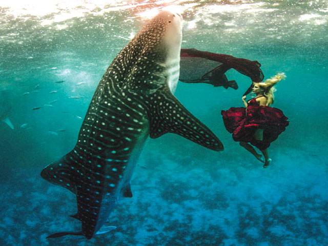 Models swim with whale sharks