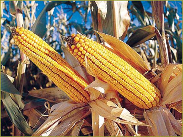Growers advised to begin maize sowing from Jan 15