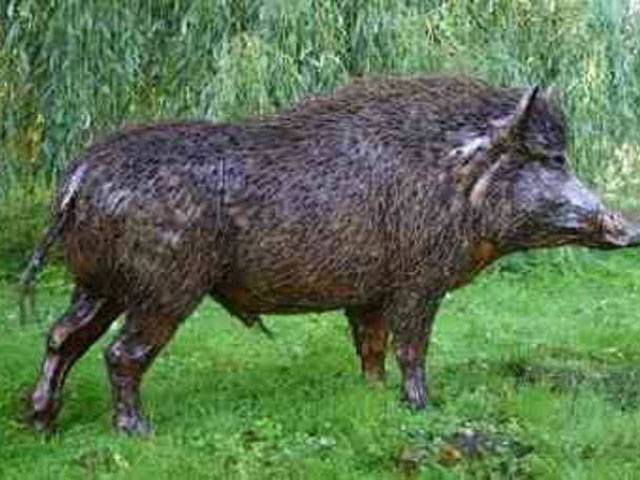 Wild boar bites man, kid in Rawal Town