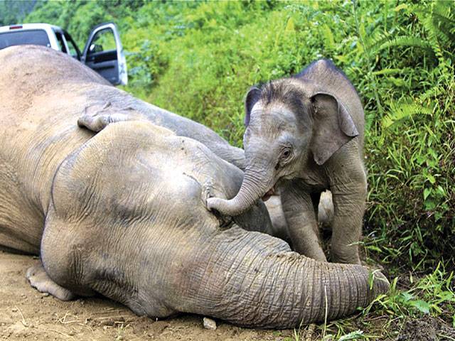10 rare pygmy elephants found dead in Borneo 