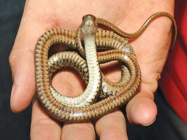 Hong Kong discover 2,600 live snakes 
