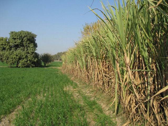 Mills purchased 21.24m tons of sugarcane in current season