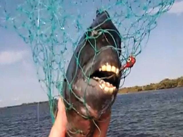 Fish with ‘human teeth’ makes a splash