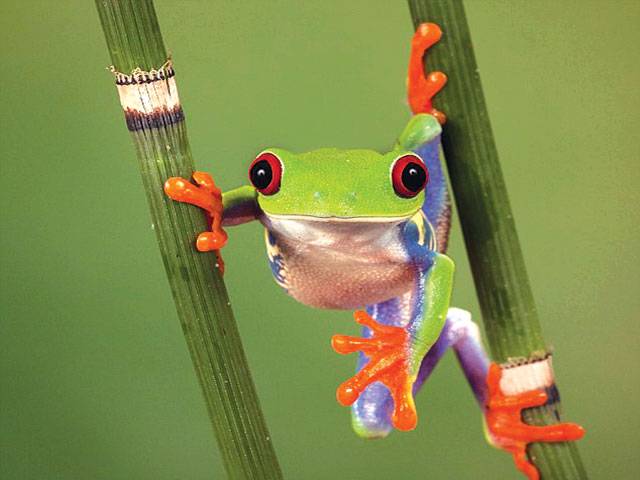 Cheeky tree frog