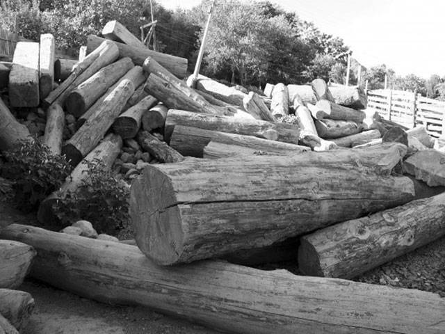 Timber mafia on rampage