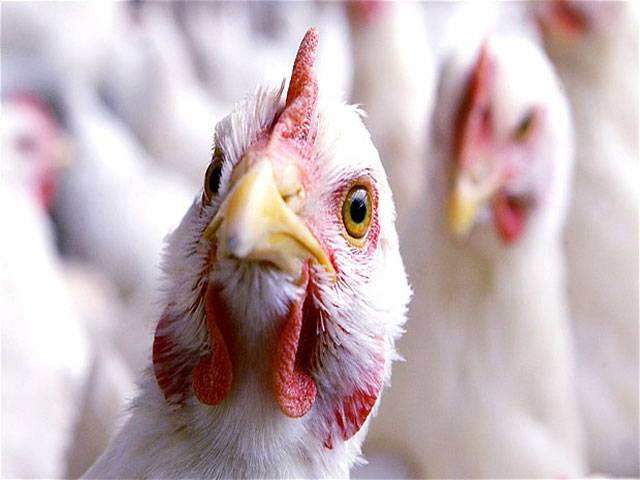 China steps up bird flu precautions