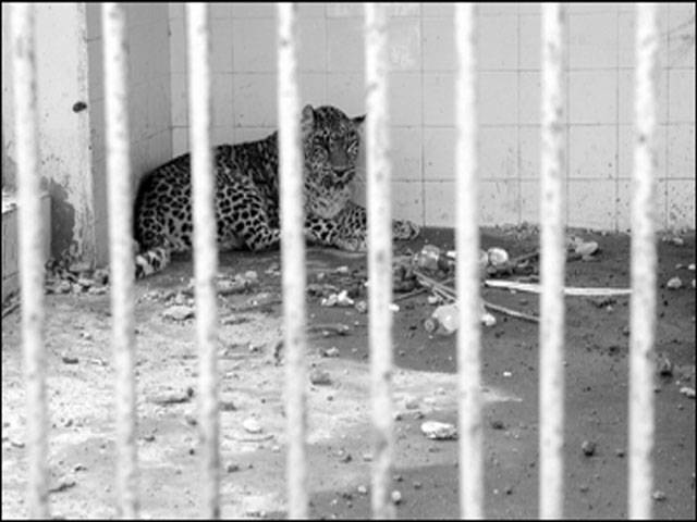 Karachi Zoo: almost a graveyard