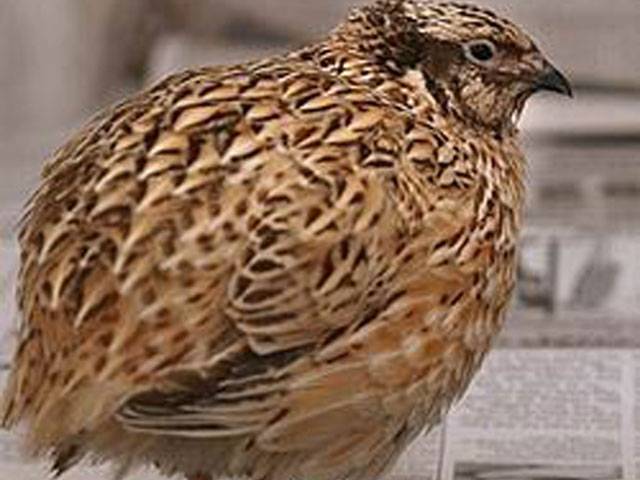 Japanese quail farming possesses enormous potential